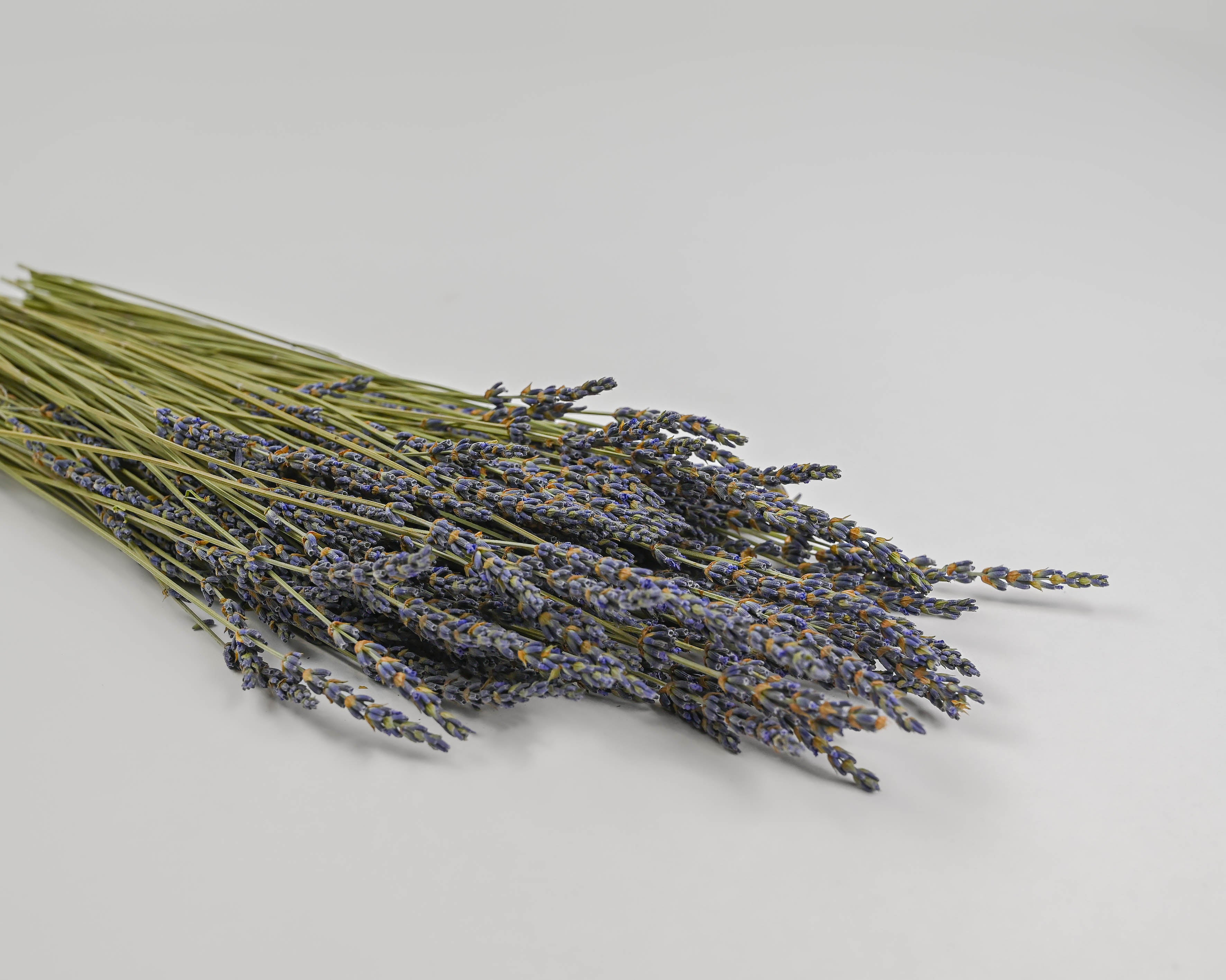 Dried Lavender Bunch - Grosso (French) - Long Stem Single Bunch by Dried Decor